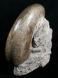Huge Lytoceras Ammonite - Free Standing #4336-8